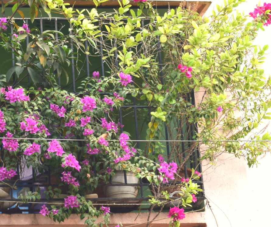 #ThursdayTreeLove:Balcony Garden ideas in India