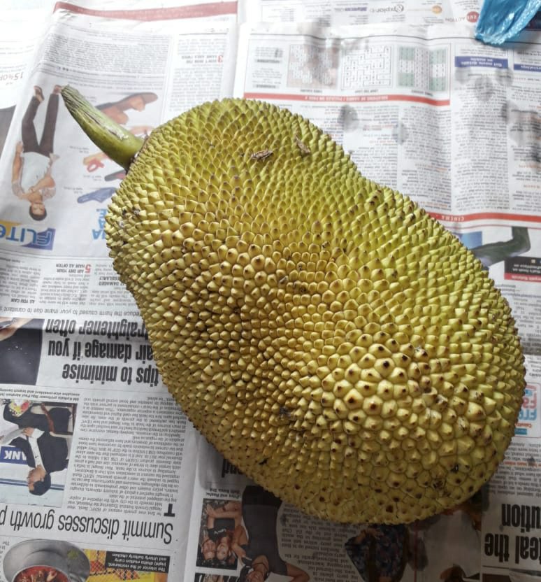 Jackfruit :Ripe,delicious,juicy and just perfect. Jackfruit :Ripe,delicious,juicy and just perfect.