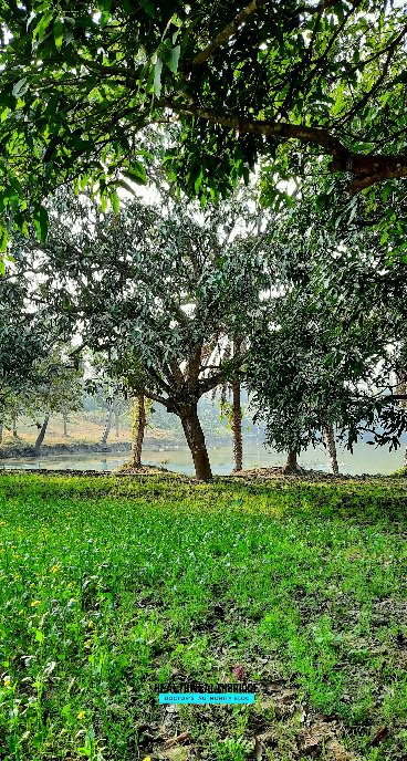 Mango garden