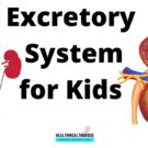 Excretory System for Kids :What’s out?