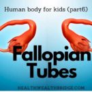 Fallopian Tubes: Human Body for kids(and their parents)