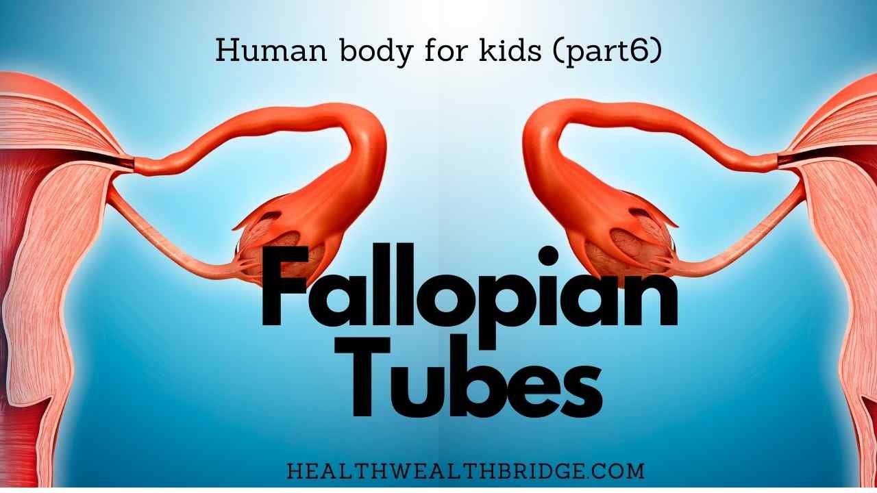 Fallopian tubes :Human body for kids