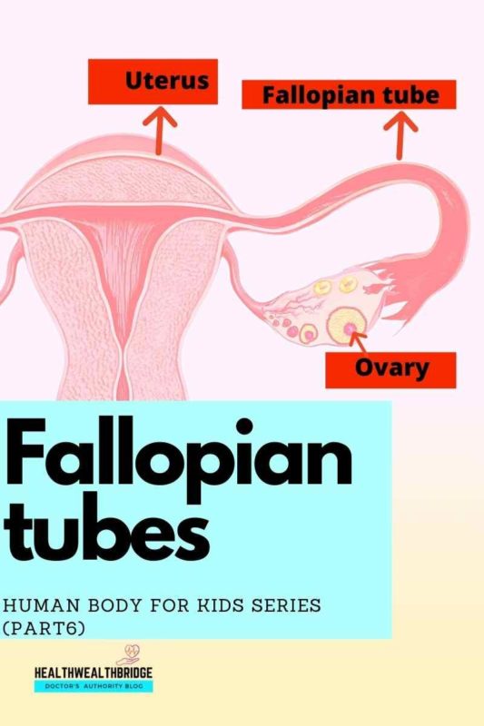Fallopian tubes :Human body for kids